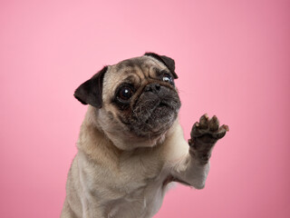 A pug raises one paw slightly while looking to the side, set against a pink backdrop. The pose adds a sense of movement and charm to the image. © Anna Averianova