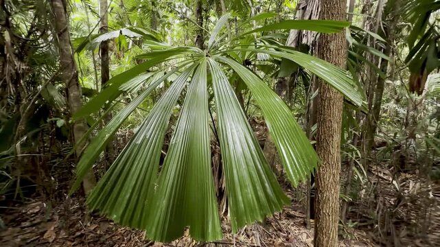 Peaceful walk in the oldest tropical rainforest - Daintree, lush vegetation, fan palms (Licuala ramsayi), Licuala Rainforest trail, Djiru National Park, Tropical North Queensland, Cairns, Australia