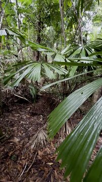 Peaceful walk in the oldest tropical rainforest - Daintree, lush vegetation, fan palms (Licuala ramsayi), Licuala Rainforest trail, Djiru National Park, Tropical North Queensland, Cairns, Australia