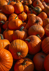 Group of large pumpkins at a meadow. 