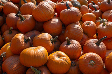 Group of large pumpkins at a meadow. 