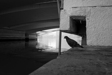 Black Pigeon Perched Under Urban Bridge Architecture