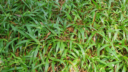 Close Up of Lush Green Grass