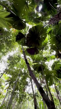 Looking up into the lush canopy of fan palms (Licuala ramsayi) in the ancient tropical rainforest, Licuala Rainforest Circuit, Djiru National Park, Tropical North Queensland, Cairns, Australia