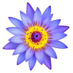 Fototapeta premium Top-down view of a vivid blue water lily with a bright yellow and purple center, black BG