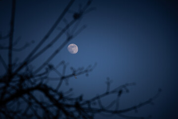 Full moon in a clear sky through the branches of a tree.