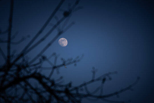 Full moon in a clear sky through the branches of a tree.