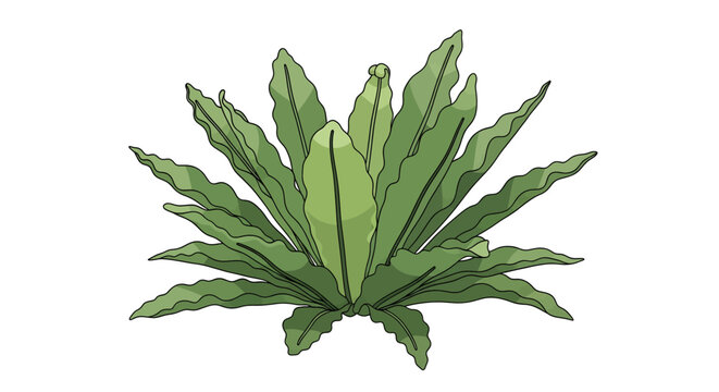 Illustration of a lush green bird's nest fern plant, showcasing its vibrant foliage and unique rosette shape, isolated on a white background