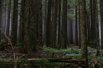 Obraz premium trees in the forest