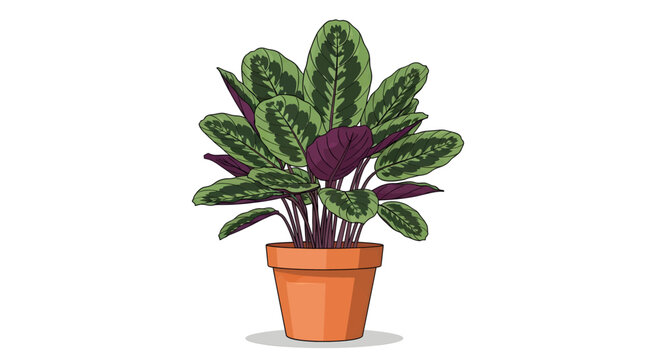 Potted Calathea Rattlesnake Plant with Detailed Leaf Pattern and Orange Terracotta Pot
