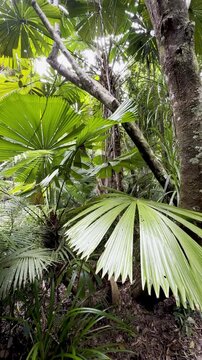 Peaceful walk in the oldest tropical rainforest - Daintree, lush vegetation, fan palms (Licuala ramsayi), Licuala Rainforest trail, Djiru National Park, Tropical North Queensland, Cairns, Australia