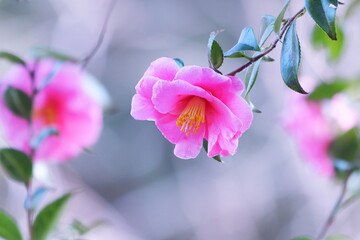美しいピンクの山茶花