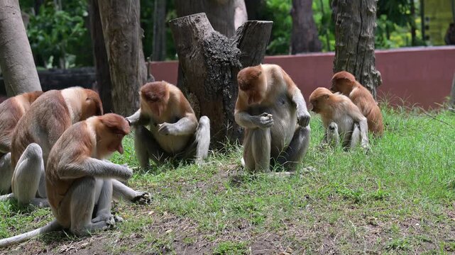 a group of proboscis monkeys