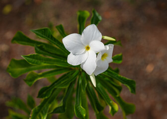 white flowers with yellow center and lush green leaves in the garden