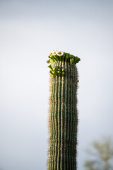 Cactus Flowers