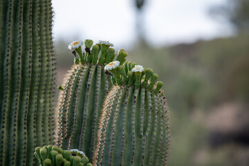 Cactus Flowers