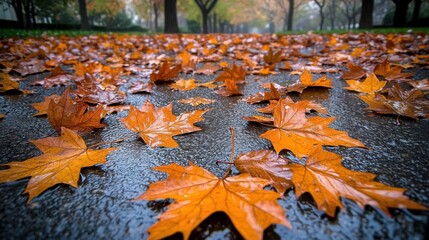 Close-up of vibrant orange maple leaves on wet pavement, autumn scene
