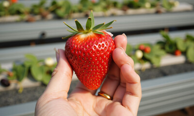 strawberry in hand