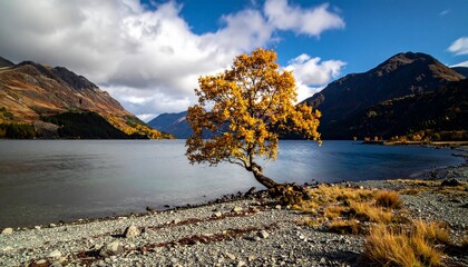 Fototapeta premium Lone golden autumn tree on a rocky shore by a mountain loch.