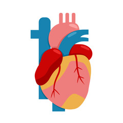 Anatomy Of Coronary Artery Disease