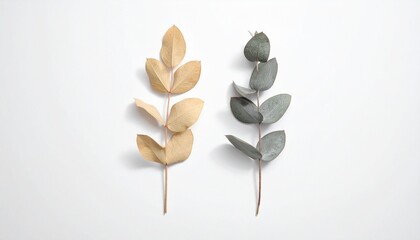 Two dried eucalyptus branches, one in natural beige and the other in desaturated grey, arranged vertically on a clean white background.