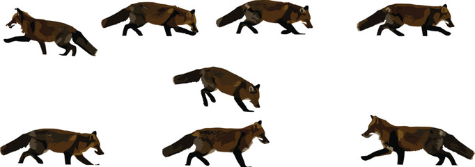 Wild red fox walking in various poses, realistic animal movement illustration, wildlife predator concept, forest nature background for design