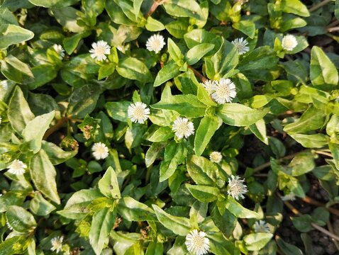 False daisy flowers (Eclipta alba) in outdoor garden, Top view 