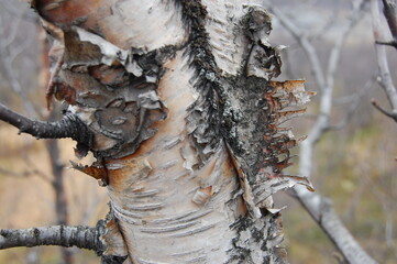 Tree trunk in the forest on a summer day.
