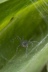 Tiny gray spider waits patiently in an intricate web, hidden inside folded green leaf. This macro close up view reveals delicate details of animal in its natural wild habitat