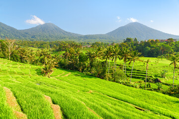 Awesome view of scenic rice terraces in Bali, Indonesia