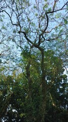 Fototapeta premium A tall tree with intricate branches reaching towards the sky, set against a clear blue sky.