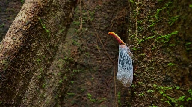 Lanternbug on a tree trunk