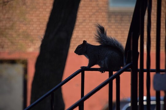 Squirrel on a Fence, silhouetted - Powered by Adobe