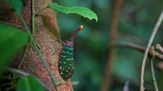 Lanternbug in Borneo