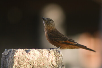 female northern cardinal