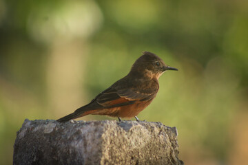 red winged blackbird