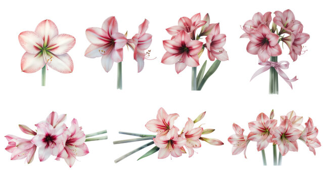 set of amaryllis flower on watercolor style