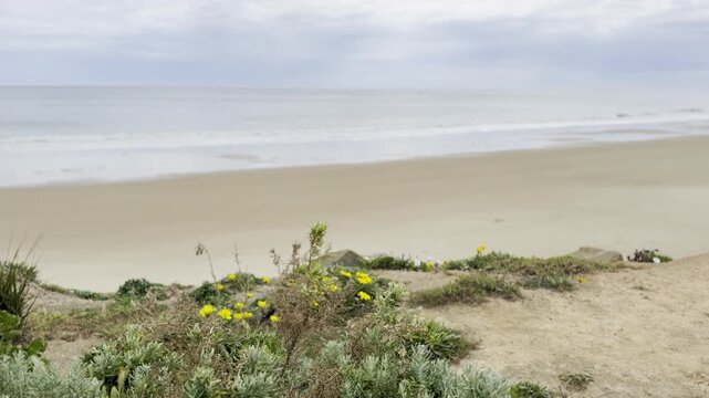 Sunny spring walk in South Australia, beautiful yellow blooming wild flowers against orange cliffs, Christies Beach near Port Noarlunga, St Vincent Gulf, Fleurieu Peninsula, Adelaide