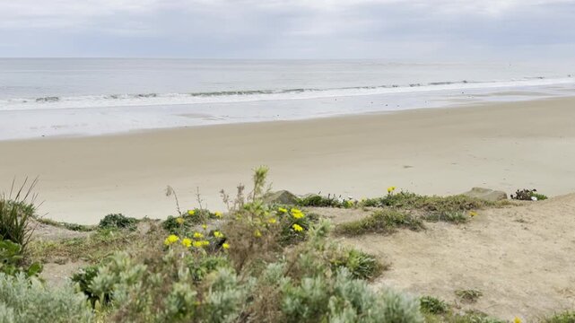 Sunny spring walk in South Australia, beautiful yellow blooming wild flowers against orange cliffs, Christies Beach near Port Noarlunga, St Vincent Gulf, Fleurieu Peninsula, Adelaide