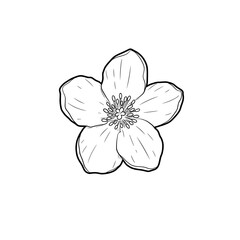 Detailed Line Art Illustration of a Delicate Flower