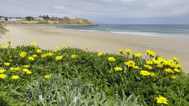 Sunny spring walk in South Australia, beautiful yellow blooming wild flowers against orange cliffs, Christies Beach near Port Noarlunga, St Vincent Gulf, Fleurieu Peninsula, Adelaide