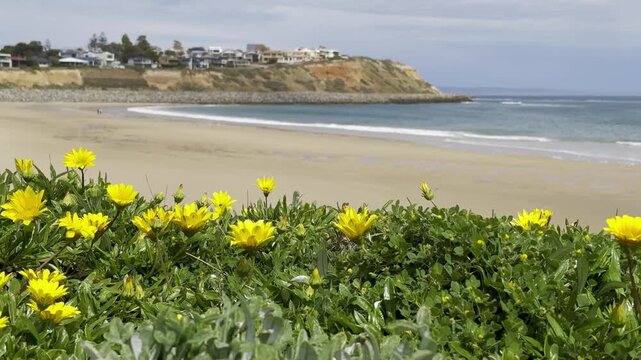 Sunny spring walk in South Australia, beautiful yellow blooming wild flowers against orange cliffs, Christies Beach near Port Noarlunga, St Vincent Gulf, Fleurieu Peninsula, Adelaide