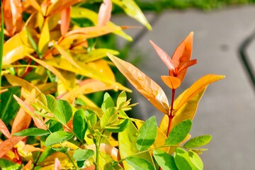 orange flower in the garden