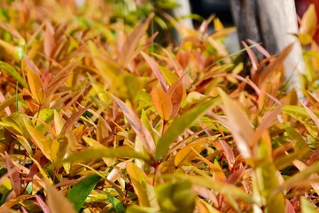 autumn leaves in the grass