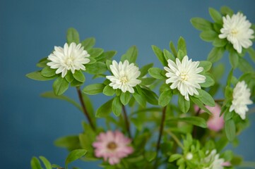 真上から見た白のアスターの花