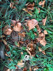 Green grass and brown fallen leaves on the ground