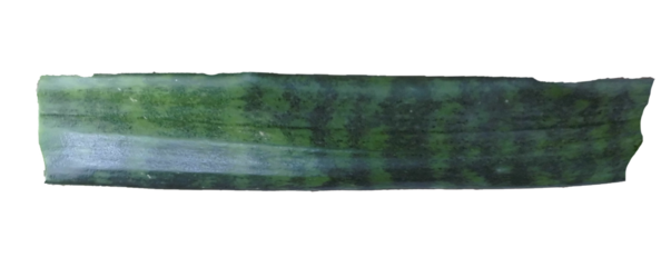 A realistic close-up of a dark green leaf strip featuring natural yellow edges, isolated on a transparent background. Perfect for use in eco-friendly designs, botanical illustrations.