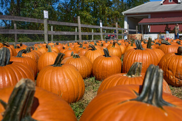 pumpkins on a farm