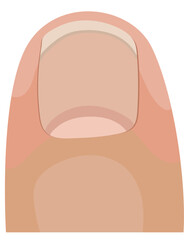 Human Healthy Nail Illustration Isolated on White Background