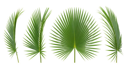Obraz premium Fresh green coconut palm fronds, meticulously arranged horizontally, white background isolated